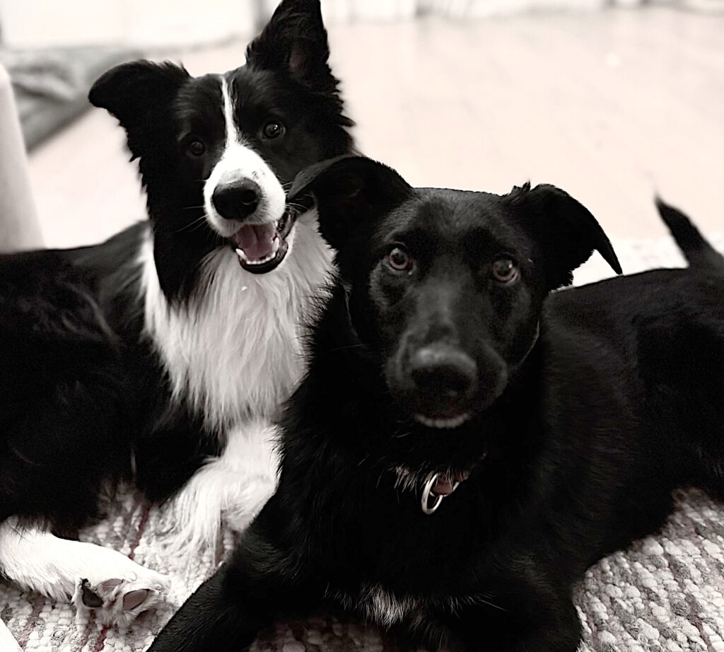 Mein Angebot Mein bunter Hund - Bordercollie und Pflegehund