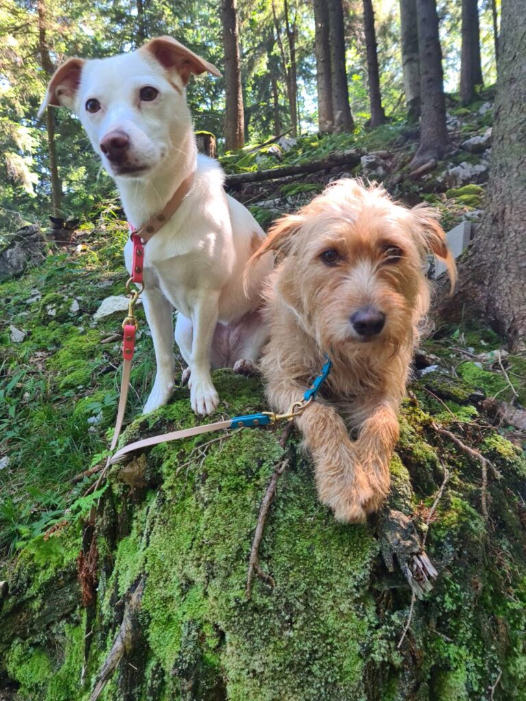 signal 2025 12 20 185210 002