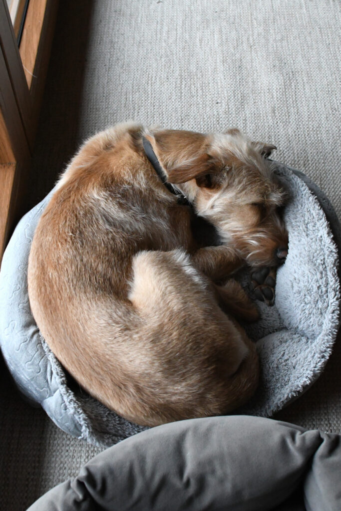 Mein bunter Hund